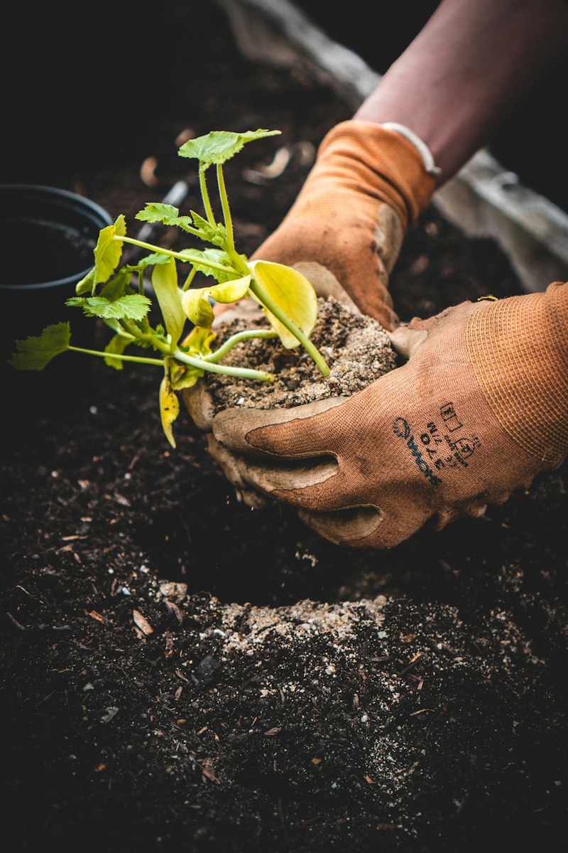 Gardener's gloved hands planting a young seedling into dark garden soil