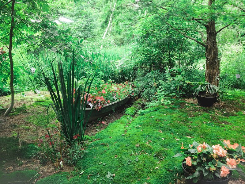 Lush established garden with ferns, trees and flowering pots cared for through regular maintenance