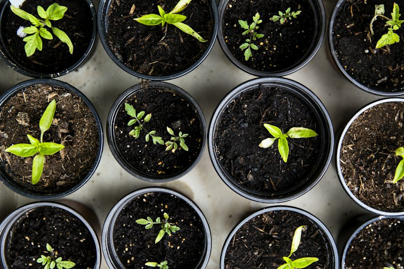 Rows of young potted plants in a garden nursery
