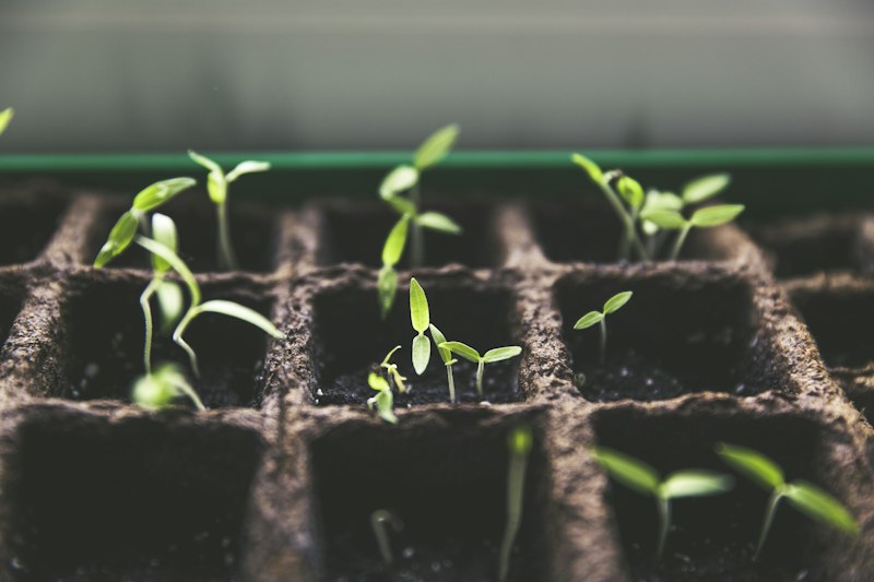 Healthy green seedlings sprouting in a propagation tray