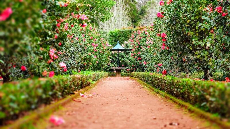 Tidy garden path with trimmed hedges and roses after a garden clean-up in Christchurch