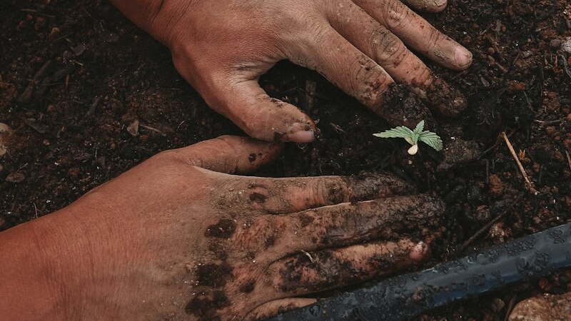 Hands tending dark garden soil around a young seedling during regular garden maintenance in Christchurch
