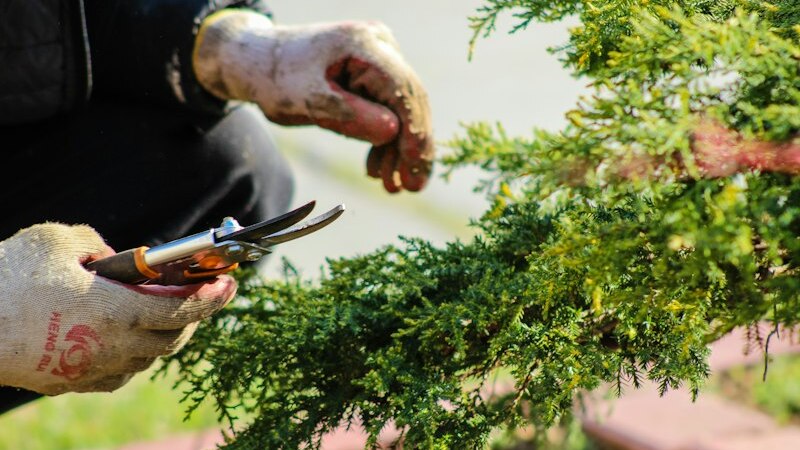 Gloved hands pruning a shrub with secateurs during tidy pruning work in Christchurch