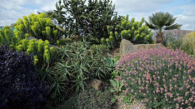 Lush densely planted garden border with flowering shrubs kept healthy through regular garden maintenance