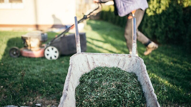 Petrol lawn mower and a wheelbarrow of fresh grass clippings during lawn care in a home garden