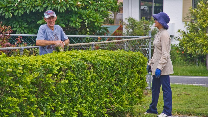 Two gardeners trimming a tall suburban hedge with hand tools during pruning work